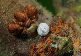 Attēlu rezultāti vaicājumam “Clossiana euphrosyne underside”