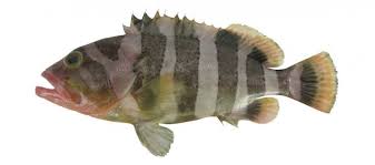 Image result for Hyporthodus quernus