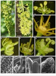Attēlu rezultāti vaicājumam “Acer pseudoplatanus fo. purpurascens flower”