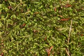 Attēlu rezultāti vaicājumam “Bazzania trilobata”