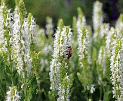 Attēlu rezultāti vaicājumam “Hyssopus officinalis flower”