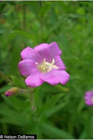 Attēlu rezultāti vaicājumam “Epilobium hirsutum”