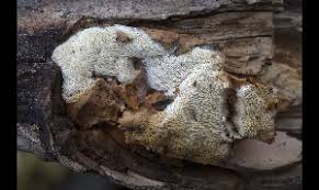 Attēlu rezultāti vaicājumam “Antrodia malicola”