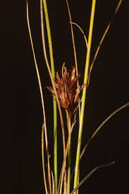 Attēlu rezultāti vaicājumam “Rhynchospora fusca”