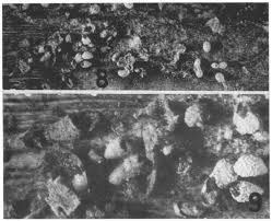 Attēlu rezultāti vaicājumam “Physarum auriscalpium spores”