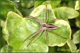 Attēlu rezultāti vaicājumam “Pisaura mirabilis female”