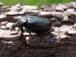 Attēlu rezultāti vaicājumam “Osmoderma barnabita imago”