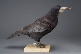 Attēlu rezultāti vaicājumam “Corvus frugilegus”