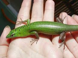 Risultati immagini per dasia smaragdina