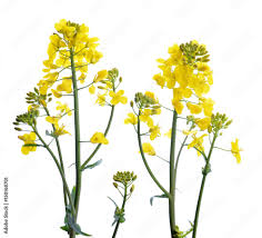 Attēlu rezultāti vaicājumam “Brassica napus”