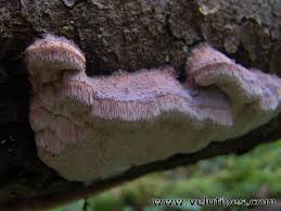 Attēlu rezultāti vaicājumam “Leptoporus mollis”