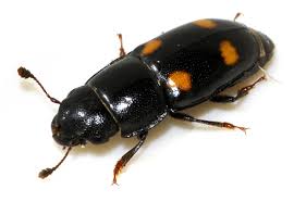 Attēlu rezultāti vaicājumam “Glischrochilus hortensis”