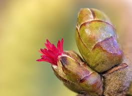 Attēlu rezultāti vaicājumam “Corylus avellana female flower”