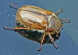 Attēlu rezultāti vaicājumam “Amphimallon solstitiale imago”