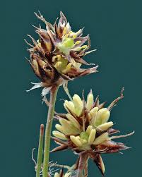 Attēlu rezultāti vaicājumam “Luzula campestris”