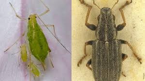 Attēlu rezultāti vaicājumam “Acyrthosiphon”