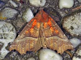 Attēlu rezultāti vaicājumam “Scoliopteryx libatrix”