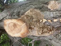 Attēlu rezultāti vaicājumam “Phellinus ferruginosus”