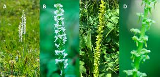 Attēlu rezultāti vaicājumam “Platanthera bifolia leaf”