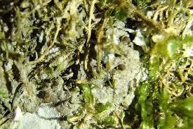 Attēlu rezultāti vaicājumam “Thelopsis rubella”