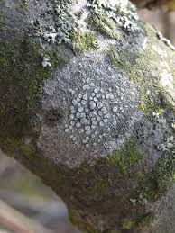 Attēlu rezultāti vaicājumam “Lecanora carpinea”