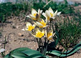 Attēlu rezultāti vaicājumam “Iris rosenbachiana flower”
