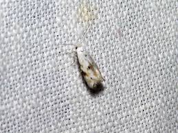 Attēlu rezultāti vaicājumam “Bucculatrix rhamniella”