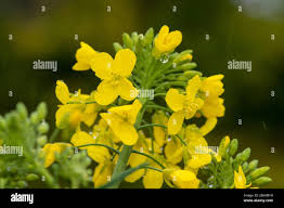 Attēlu rezultāti vaicājumam “Brassica napus flower”