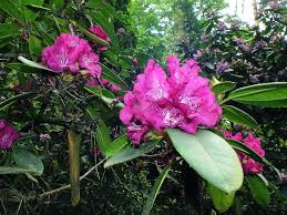 Attēlu rezultāti vaicājumam “Rhododendron catawbiense flower”