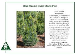 Attēlu rezultāti vaicājumam “Pinus cembra”