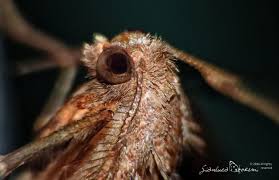 Attēlu rezultāti vaicājumam “Herminia tarsicrinalis”