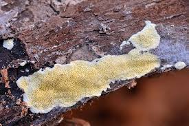 Attēlu rezultāti vaicājumam “Flaviporus citrinellus”