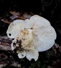 Attēlu rezultāti vaicājumam “Hypsizygus ulmarius”