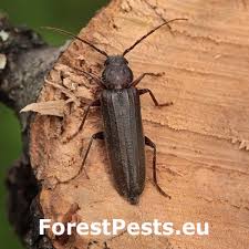 Attēlu rezultāti vaicājumam “Monochamus sutor”