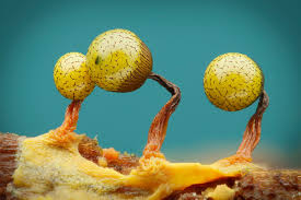 Attēlu rezultāti vaicājumam “Craterium sp.”