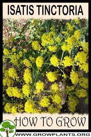 Image result for Isatis tinctoria