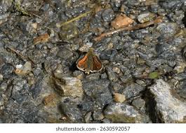 Attēlu rezultāti vaicājumam “Hesperia comma male”