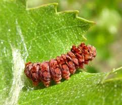 Attēlu rezultāti vaicājumam “Falcaria lacertinaria”