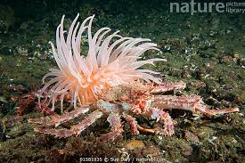 Image result for Lithodes maja