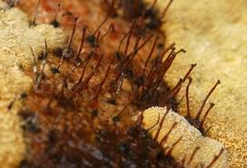 Attēlu rezultāti vaicājumam “Ophiostoma polyporicola”