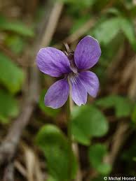 Attēlu rezultāti vaicājumam “Viola uliginosa”
