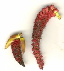 Attēlu rezultāti vaicājumam “Populus x canadensis fruit”