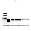 US9587003B2 - Modified polynucleotides for the production of ...