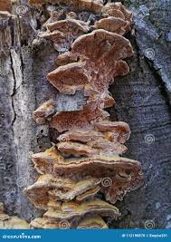 Attēlu rezultāti vaicājumam “Trametes ochracea”