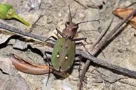 Attēlu rezultāti vaicājumam “Cicindela campestris imago”