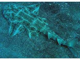 Image result for Squatina squatina