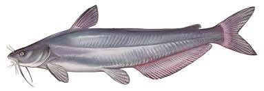 Image result for The Lancaster Fish