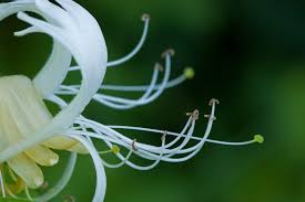 Attēlu rezultāti vaicājumam “Caprifoliaceae”