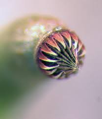 Attēlu rezultāti vaicājumam “Amblystegium serpens macro”