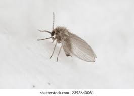 Attēlu rezultāti vaicājumam “Psychodidae”